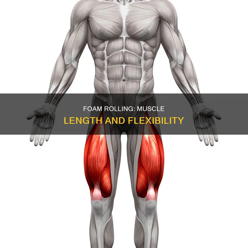 does foam rolling lengthen muscles