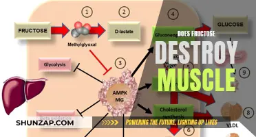 Fructose: Muscle Saboteur or Myth?