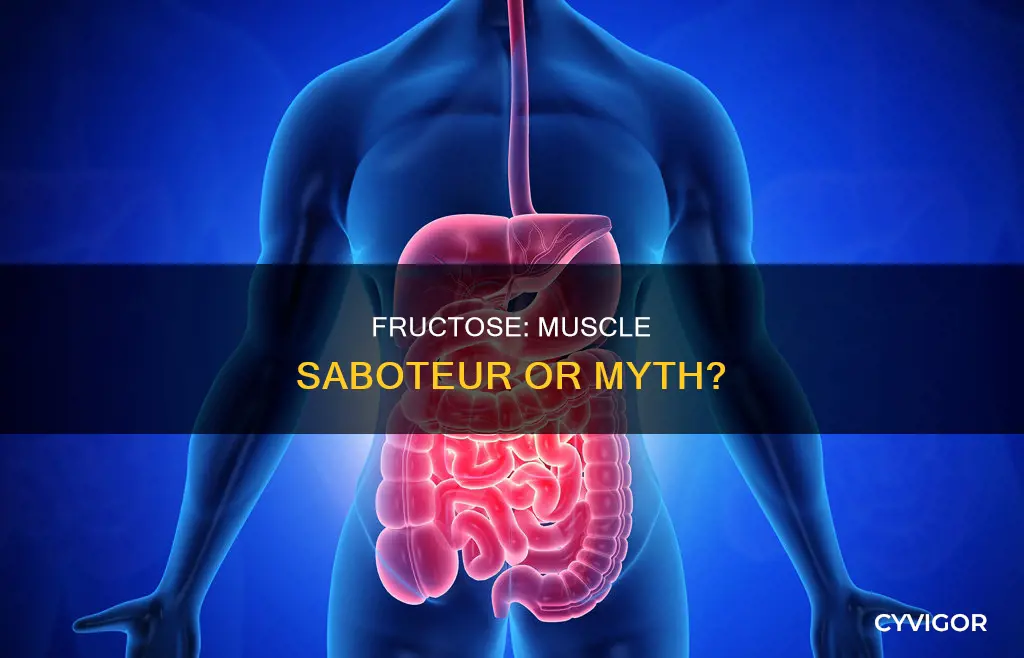 does fructose destroy muscle
