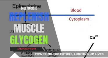 Fructose's Role in Muscle Glycogen Replenishment