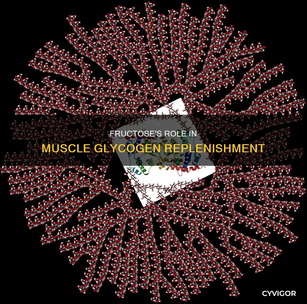 does fructose replenish muscle glycogen