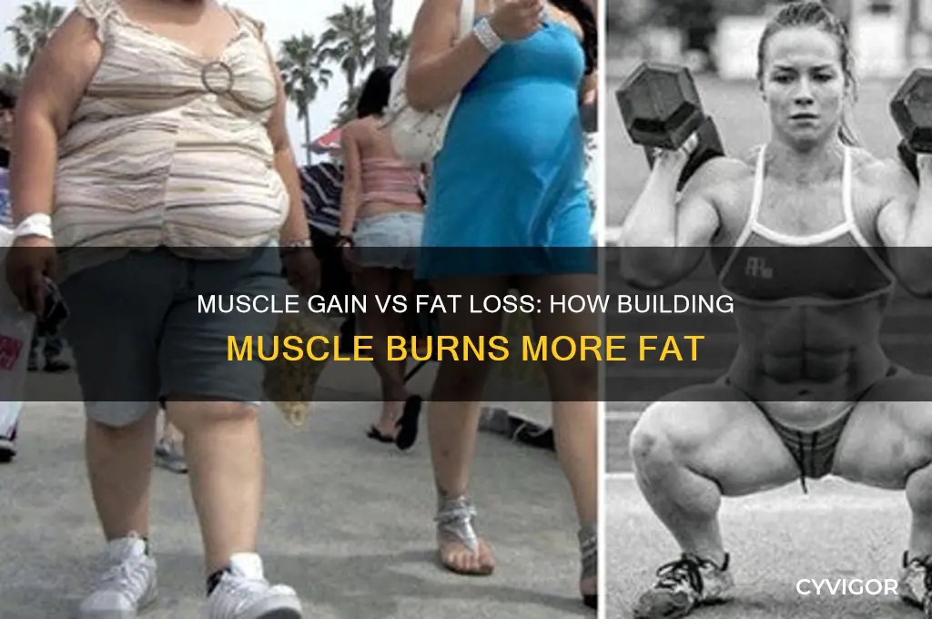 does gaining muscle burn more fat