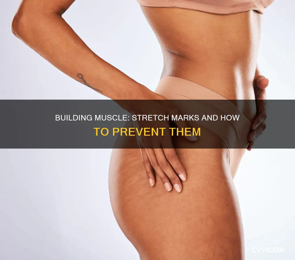 does gaining muscle cause stretch marks