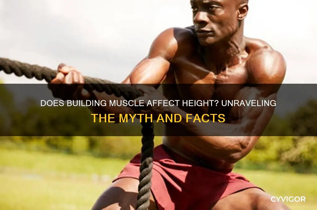 does gaining muscle increase height