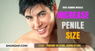 Does Muscle Gain Impact Penile Size? Separating Fact from Fiction