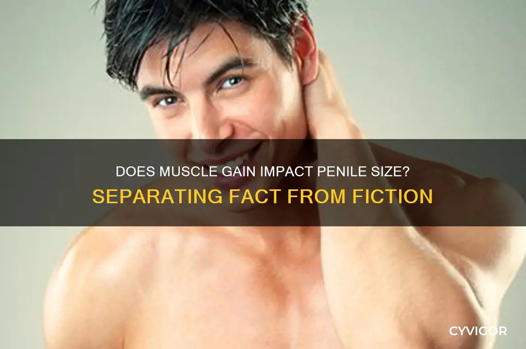 does gaining muscle increase penile size