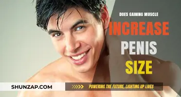 Muscle Gain and Penis Size: Separating Fact from Fiction