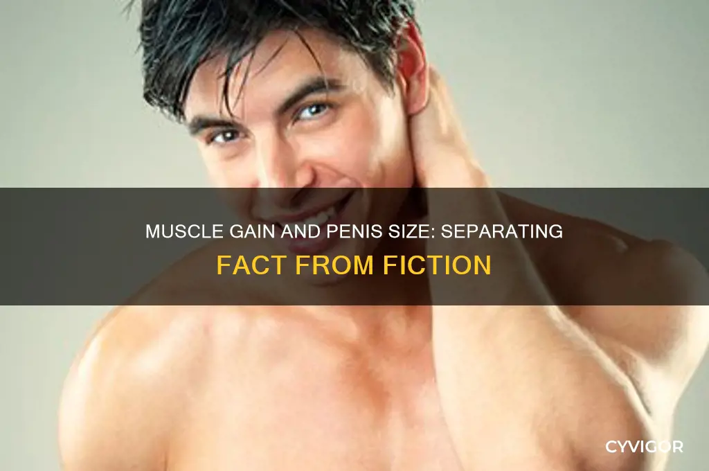 does gaining muscle increase penis size
