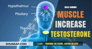 Muscle Building and Testosterone: Unraveling the Hormonal Connection