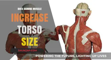 Does Muscle Gain Expand Your Torso? Facts and Insights Revealed