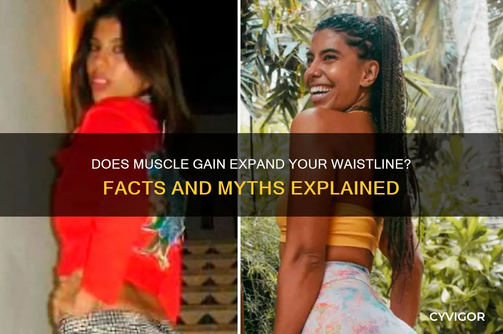 does gaining muscle increase waist size