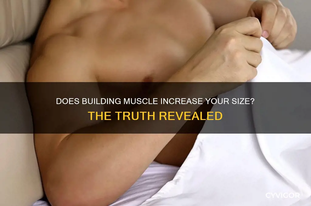 does gaining muscle make you look bigger