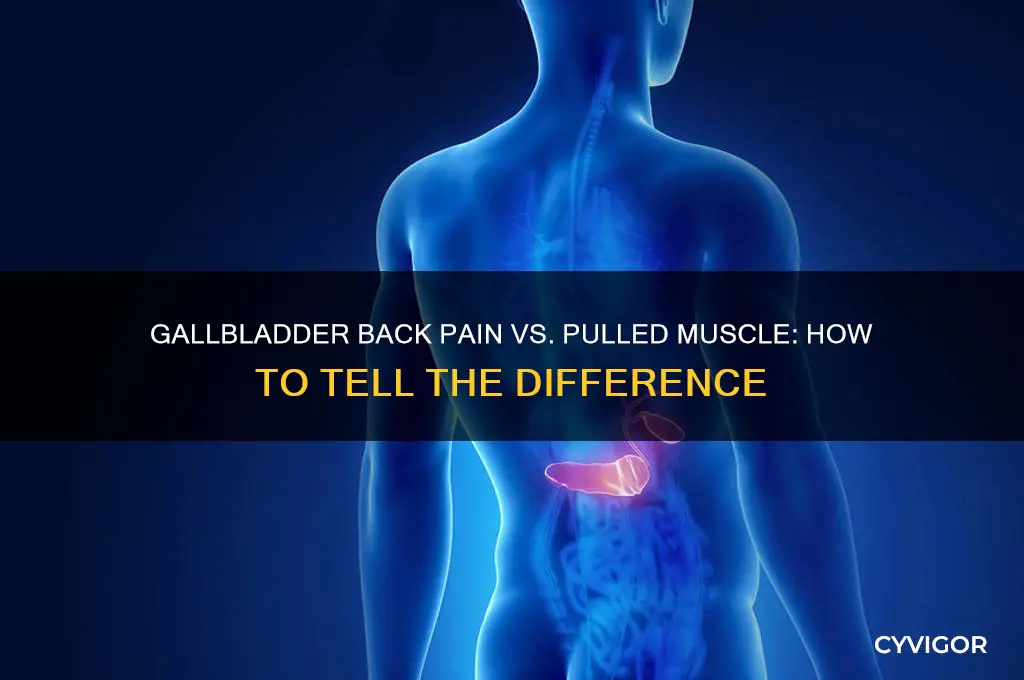 does gallbladder back pain feel like a pulled muscle