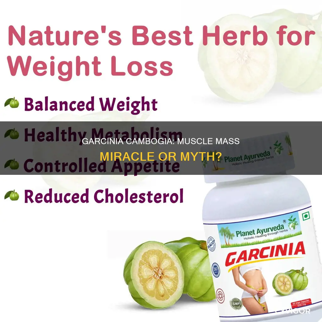 does garcenia cambogia cause muscle mass