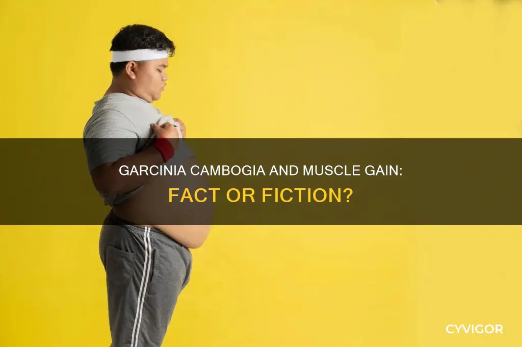 does garcinia cambogia gain muscle