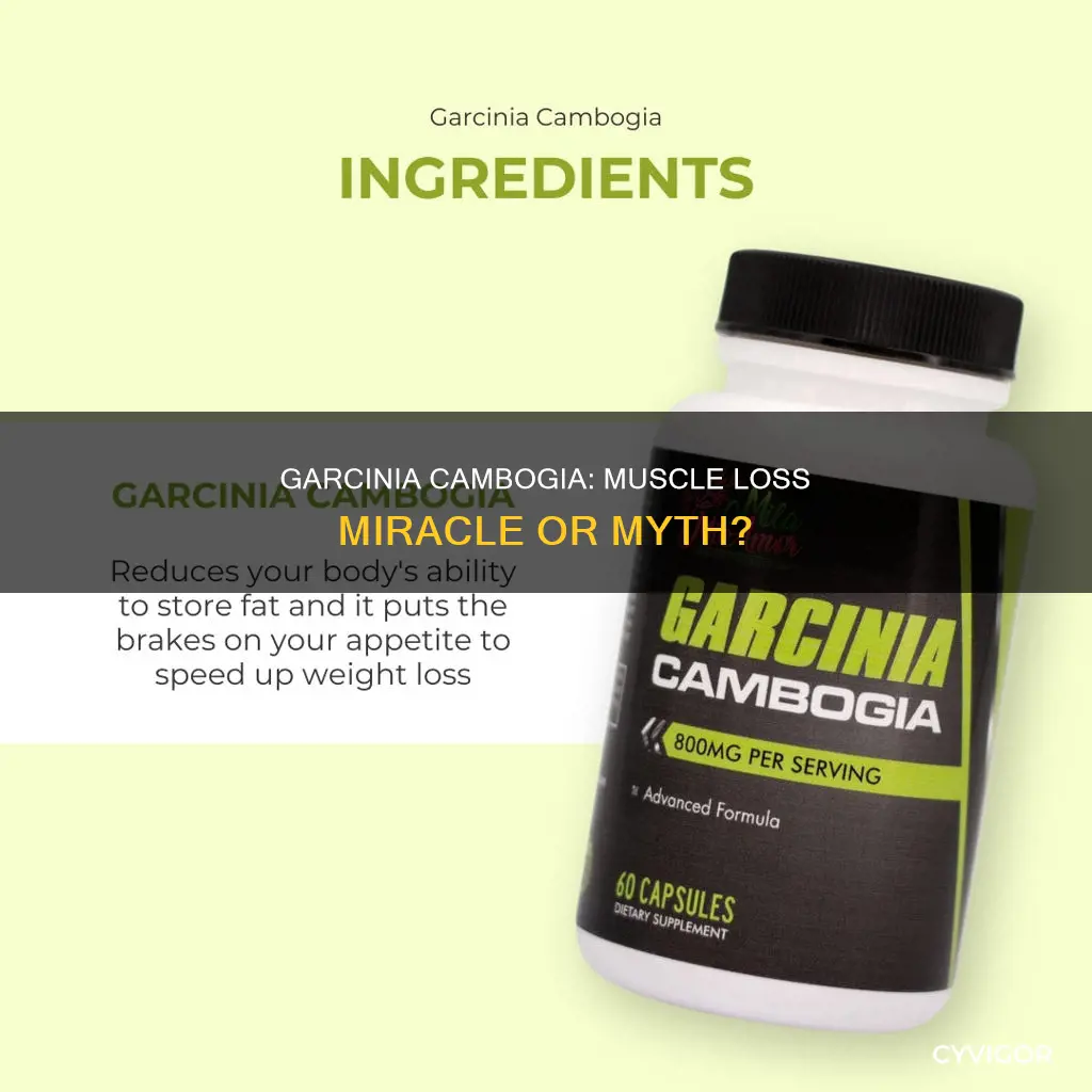 does garnicia cambogia cause rapid muscle loss