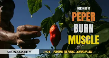 Ghost Pepper's Muscle-Burning Mystery: Fact or Fiction?