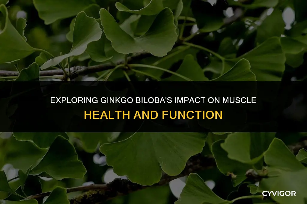does ginkgo biloba affect muscles