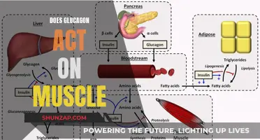 Glucagon's Muscle-Related Actions: What You Need to Know
