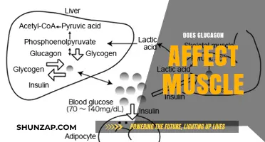 Exploring Glucagon's Role in Muscle Function and Health