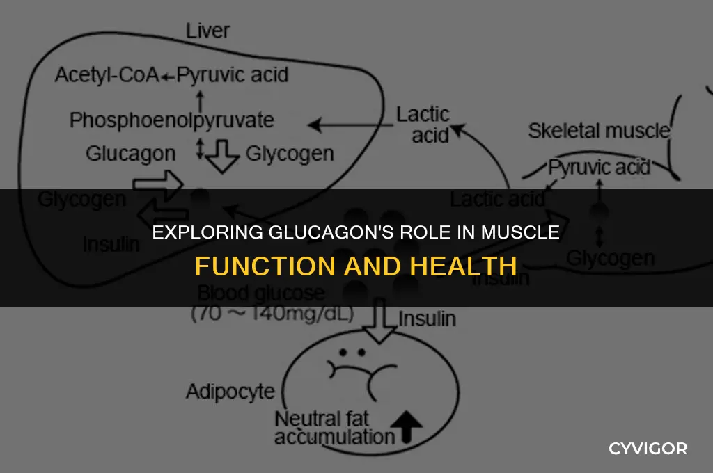 does glucagon affect muscle