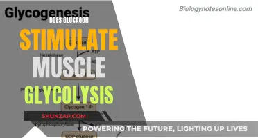 Glucagon's Role in Muscle Glycolysis: Stimulation and Implications