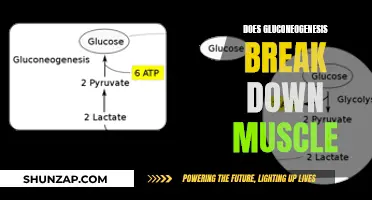 Gluconeogenesis: Muscle Breakdown and the Body's Fuel Source
