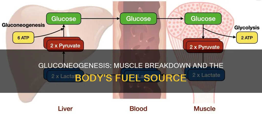 does gluconeogenesis break down muscle