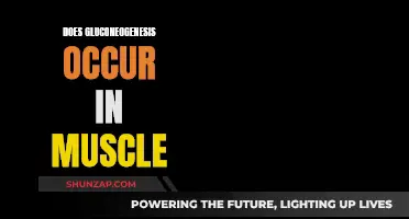 Gluconeogenesis and Muscle: What's the Connection?