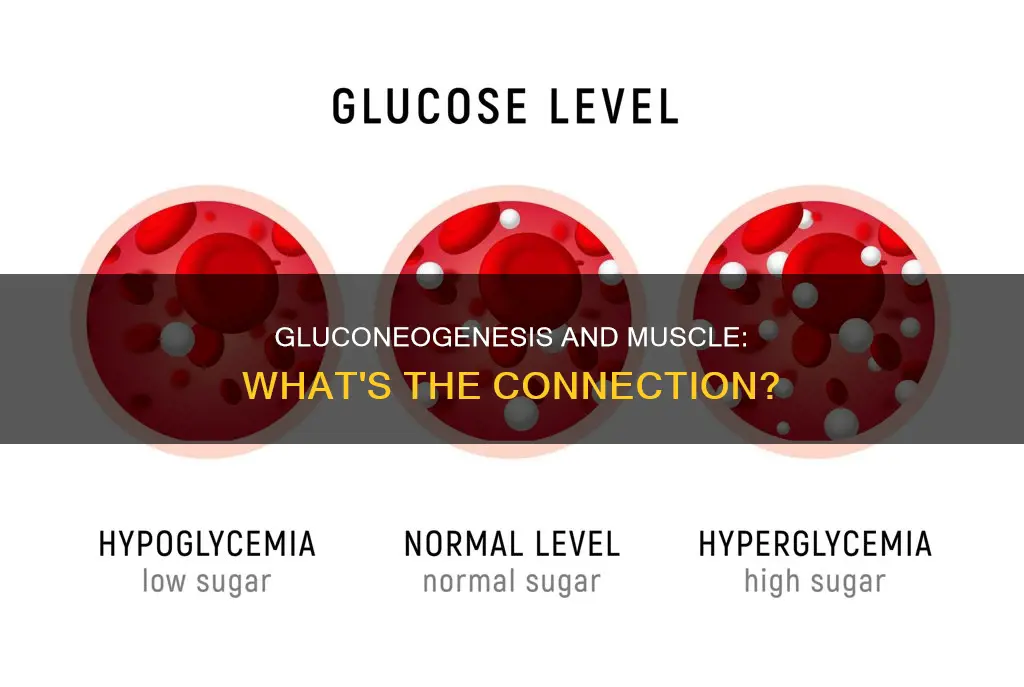 does gluconeogenesis occur in muscle