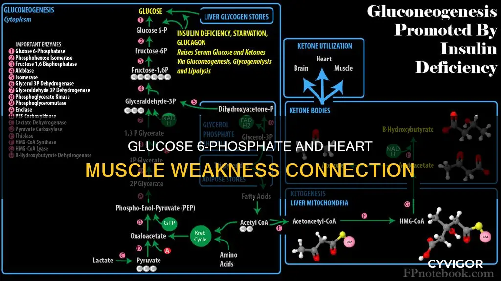 does glucose 6 phosphate causes weakness of heart muscle