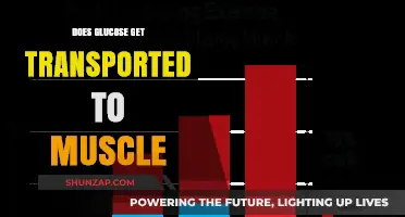 Fuel for Fitness: How Glucose Powers Your Muscles During Exercise
