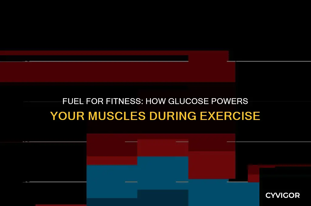 does glucose get transported to muscle