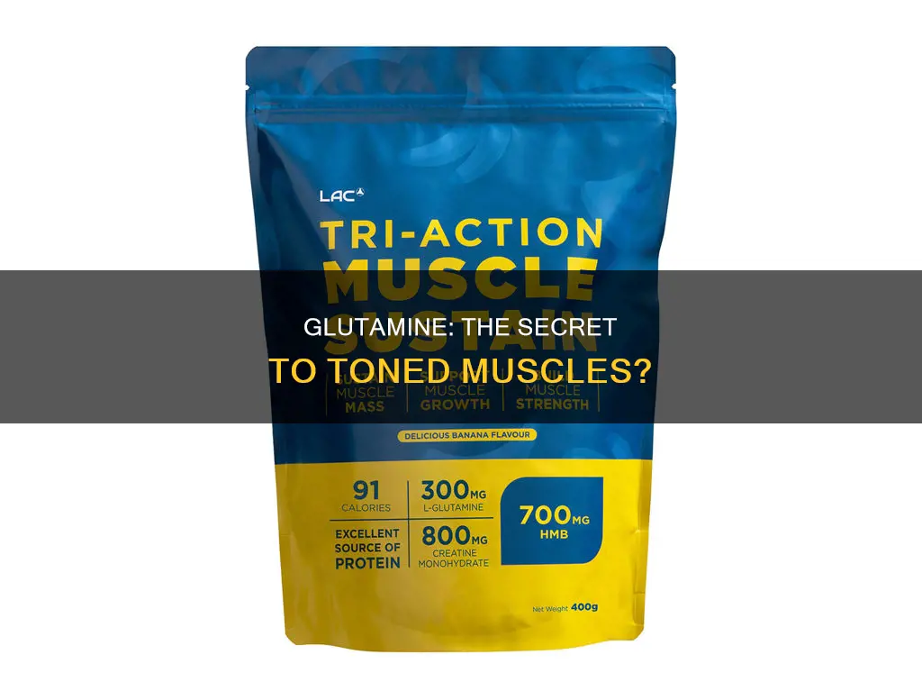 does glutamine give muscle tone