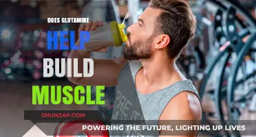 Unlocking Muscle Growth: The Role of Glutamine in Your Fitness Journey