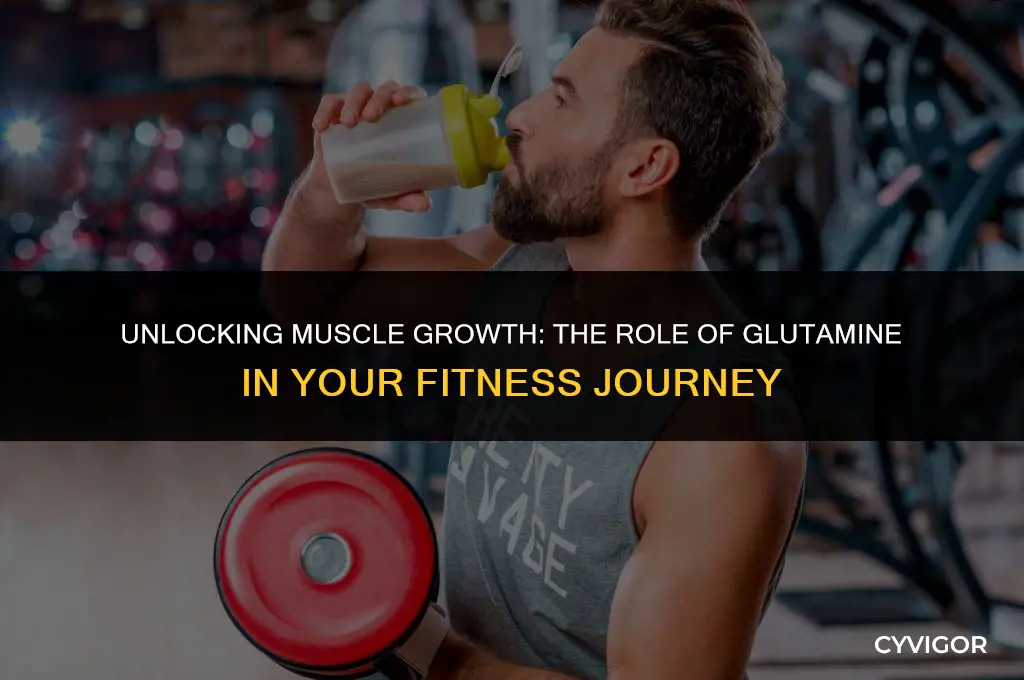 does glutamine help build muscle