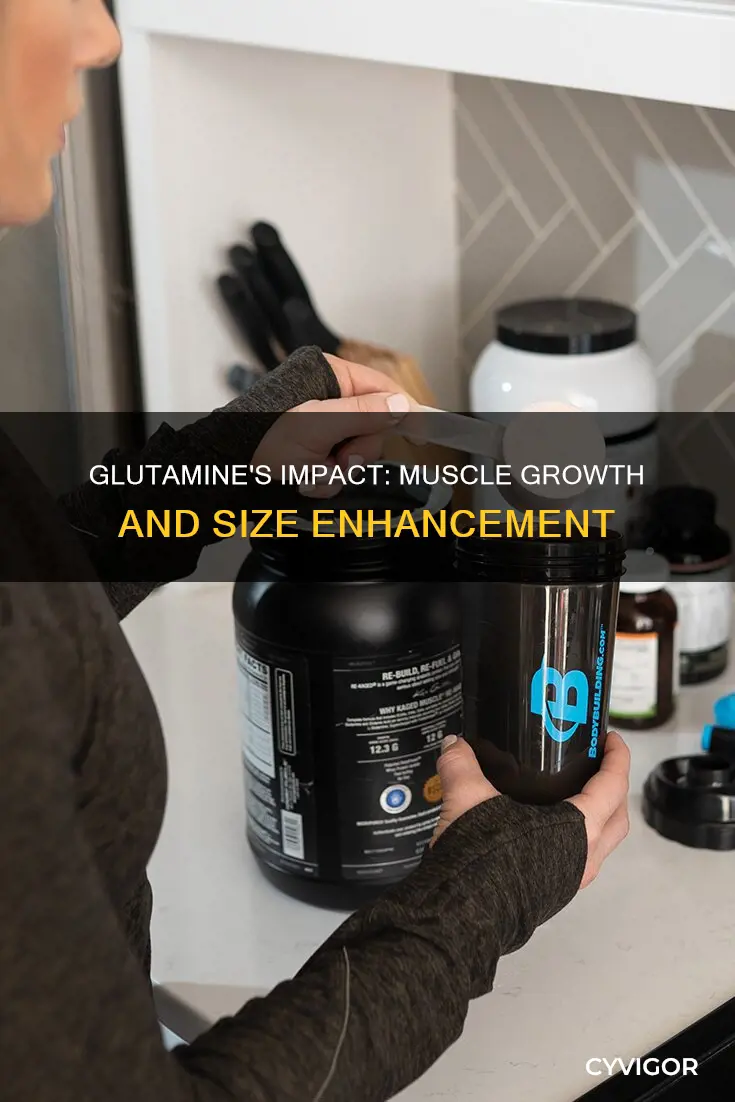 does glutamine increase muscle size