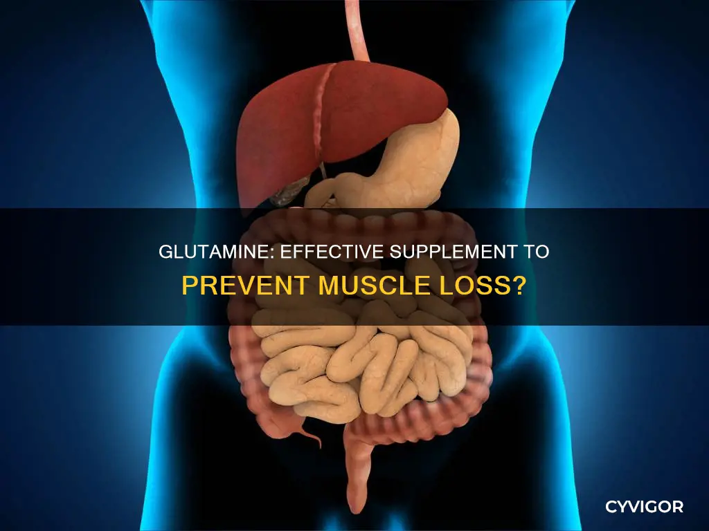 does glutamine prevent muscle loss
