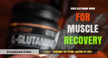 Glutamine for Muscle Recovery: Fact or Fiction? What Research Says