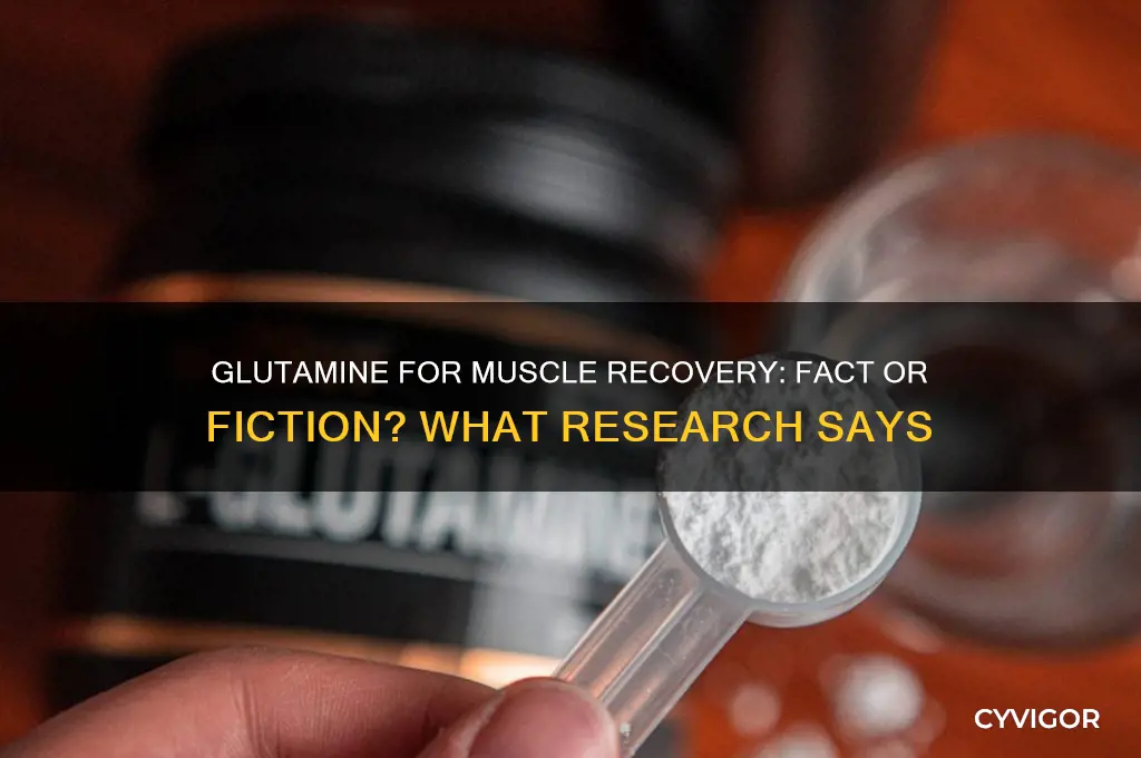 does glutamine work for muscle recovery