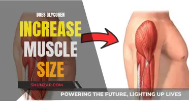 Glycogen's Role in Muscle Growth and Size
