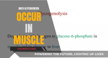 Glycogenesis in Muscles: What You Need to Know