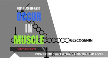 Glycogenolysis: Muscle's Energy Source and Performance Enhancer