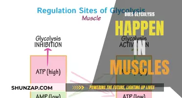 Glycolysis and Muscles: What's the Connection?