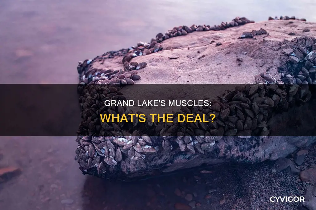 does grand lake have muscles