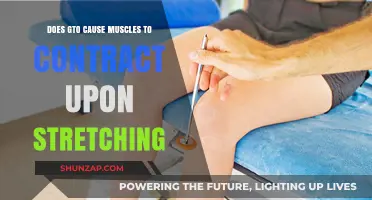 How GTOs Control Muscle Contraction During Stretching