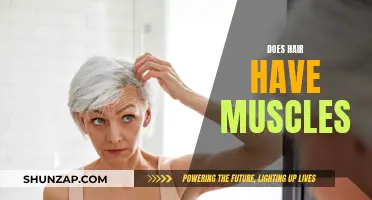Exploring the Anatomy of Hair: Muscles and More