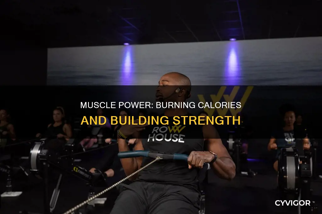 does having muscle burn calories