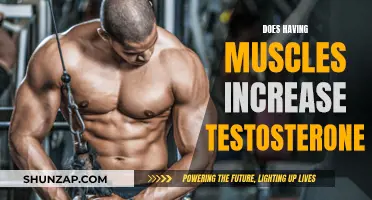 Muscle Gain and Testosterone: Is There a Link?