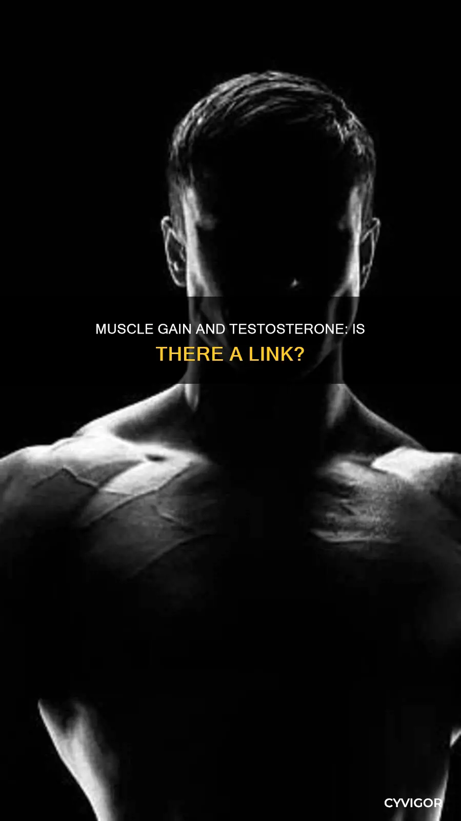 does having muscles increase testosterone